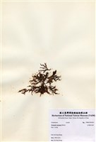 藏品(尖頂軟毛藻)的圖片